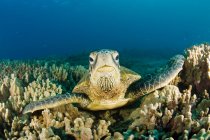 Tartaruga che nuota nella barriera corallina sott'acqua — Foto stock