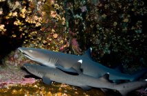 Мелкие акулы отдыхают на морском дне под водой — стоковое фото