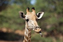 Giraffe sticking out tongue — Stock Photo