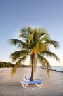 Palm between sun loungers on sandy beach — Stock Photo
