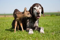 Fawn and dog sitting on grass — Stock Photo