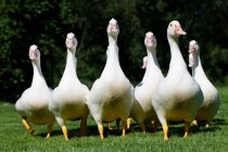 Gaggle of geese on green grass in bright sunlight — Stock Photo