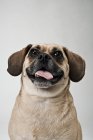 Front view of puggle dog head — Stock Photo