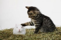 Маленький котёнок трогает белого кролика — стоковое фото