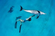 Snorkeler nuotare con i delfini — Foto stock