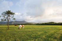 Horses grazing in field — Stock Photo