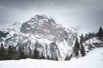 Snowcapped rocky mountain with pine trees — Stock Photo