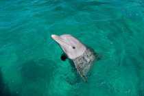 Delfino dal collo di bottiglia atlantico che nuota nell'acqua azzurra — Foto stock