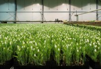 Tulipani in crescita in serra — Foto stock