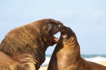 Leones marinos machos y hembras - foto de stock