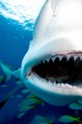 Tubarão boca close up tiro — Fotografia de Stock