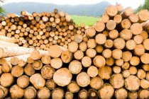 Close up of Stack of logs — Stock Photo