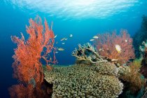 Pesci e barriera corallina — Foto stock