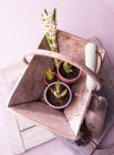 Plant bulbs in wooden basket with trowel — Stock Photo