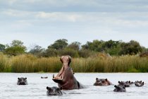 Behemoths rebanho no rio e um hipopótamo zangado com a boca aberta — Fotografia de Stock