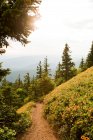 Pathway on hill with fir trees and cloudy sky — Stock Photo