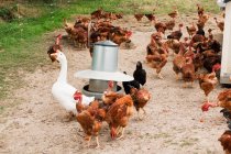Goose and hens on farm — Stock Photo