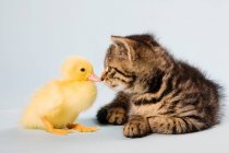 Kitten and duckling playing together — Stock Photo