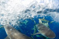 Frenzy des requins des récifs caribéens — Photo de stock