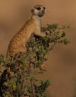 Meerkat sitting on branch at Kgalagadi Transfrontier Park, Africa — Stock Photo