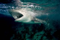 Відкриті щелепи тигрової акули — стокове фото