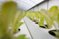 Листя салату, що ростуть в розплідниках, селективний фокус — стокове фото