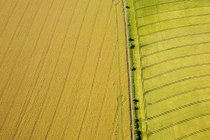 Vista aérea de campos verdes exuberantes na luz solar — Fotografia de Stock