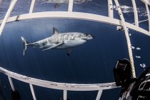 Wütender Weißer Hai schwimmt unter Wasser — Stockfoto