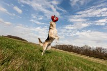 Собака стрибає вгору, щоб зловити фрібі — стокове фото