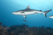 Плавание рифовых акул в океане — стоковое фото