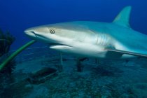 Caribbean Reef Shark and Wreck — Stock Photo