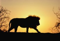 Silhouette erwachsener Löwe am goldenen Himmel bei Sonnenuntergang — Stockfoto