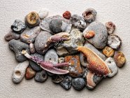 Stones and crab claws on paper — Stock Photo