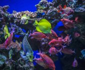 Подводный вид разноцветных тропических рыб — стоковое фото