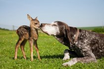 Fawn and dog sitting on green grass — Stock Photo