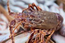 Big fresh lobster on fish-market, close-up — Stock Photo