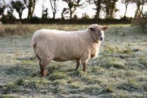 Выпас овец на утреннем поле — стоковое фото