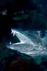 Close up shot of great barracuda with open mouth — Stock Photo