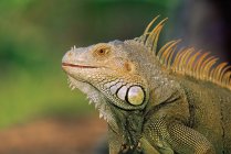 Vista lateral da cabeça iguana verde, close-up tiro — Fotografia de Stock