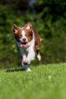 Собака бежит по зеленой траве при ярком солнечном свете — стоковое фото