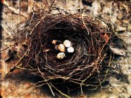 Oiseaux nichent avec des œufs — Photo de stock