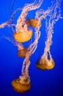 Sea nettle jellyfishes — Stock Photo