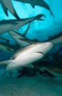 Підводний подання плавальних риф акули — стокове фото