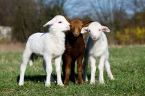 Tres pequeñas cabras - foto de stock