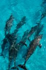 Вид зверху дельфінів, які плавають під водою — стокове фото