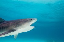 Side view of tiger shark swimming under water — Stock Photo