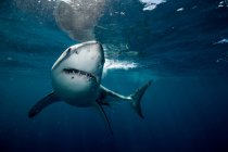 Great white shark — Stock Photo