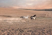Cavalos correndo em caneta empoeirada — Fotografia de Stock