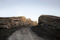 Felled timber placed on road — Stock Photo