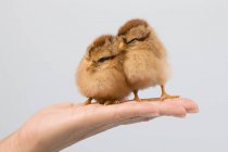 Person holding chicks on palm of hand — Stock Photo